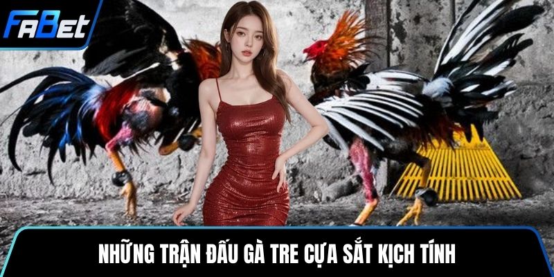 Những trận đấu gà tre cựa sắt kịch tính